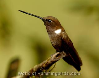 Hummingbird Garden Catalog: Brown Inca